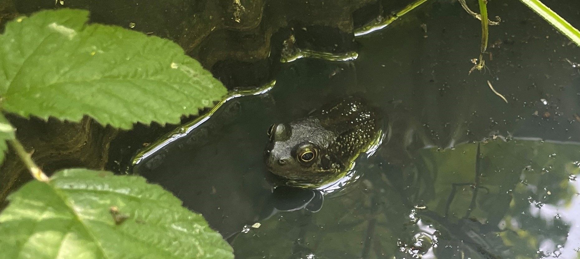 {alt_tag}